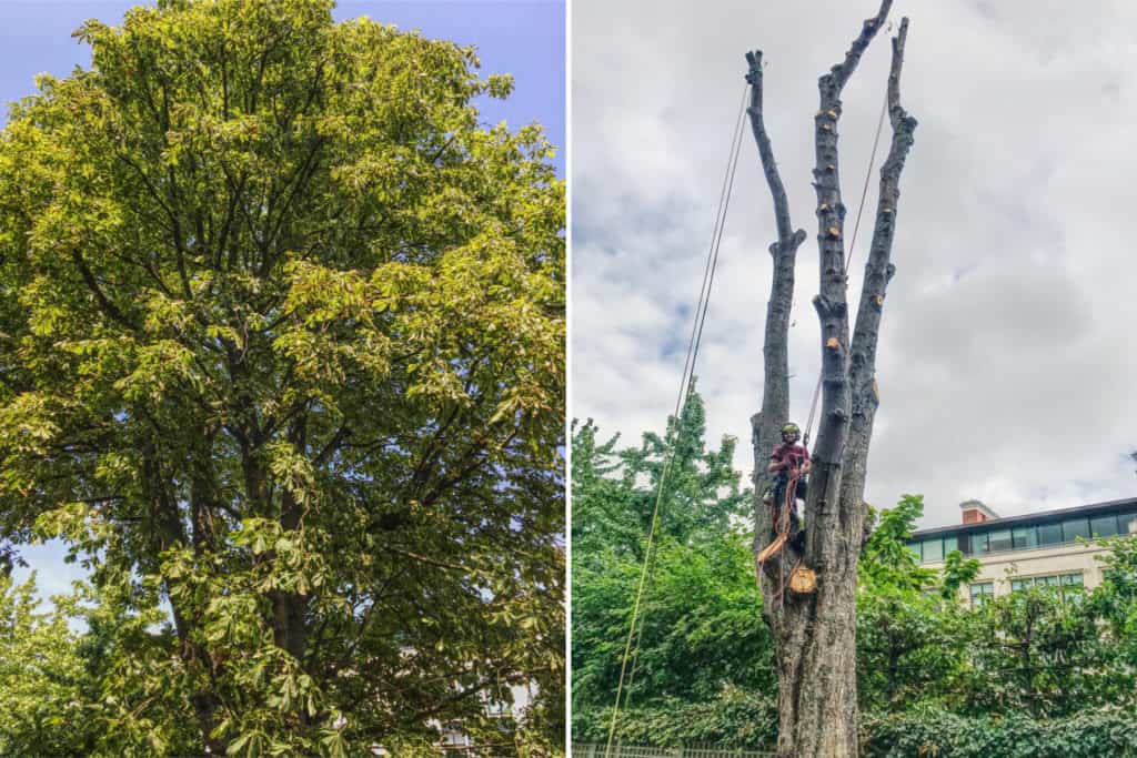 Before and after of protected tree removal in Chelsea