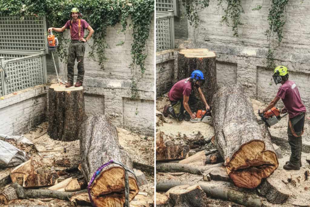 Rotten protected tree in Chelsea