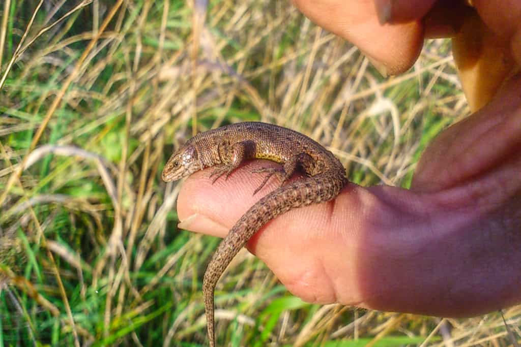 Ecology consultant for protected species