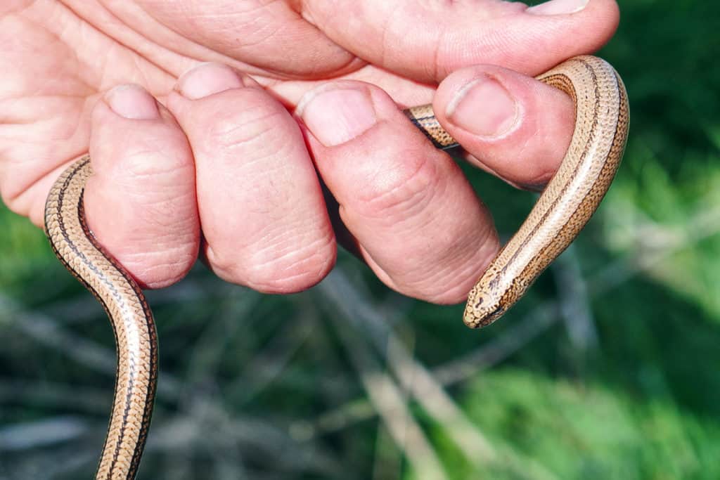 Protected reptile slow-worm