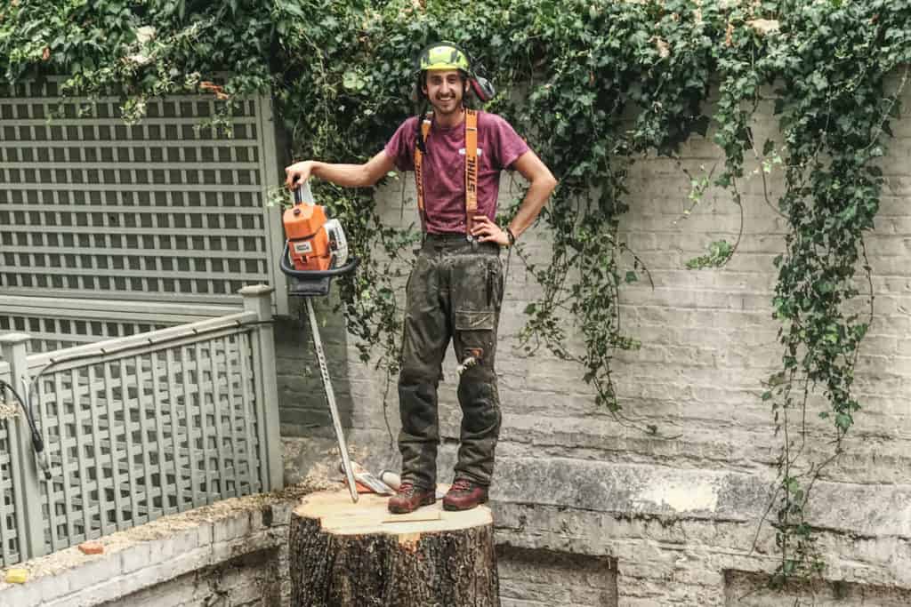 Protected tree removal in Chelsea