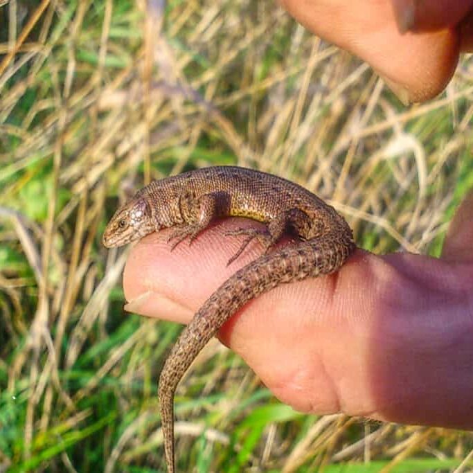 Ecology consultant for protected species